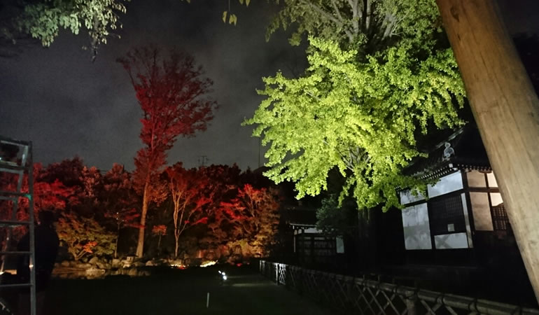 ライトアップの様子