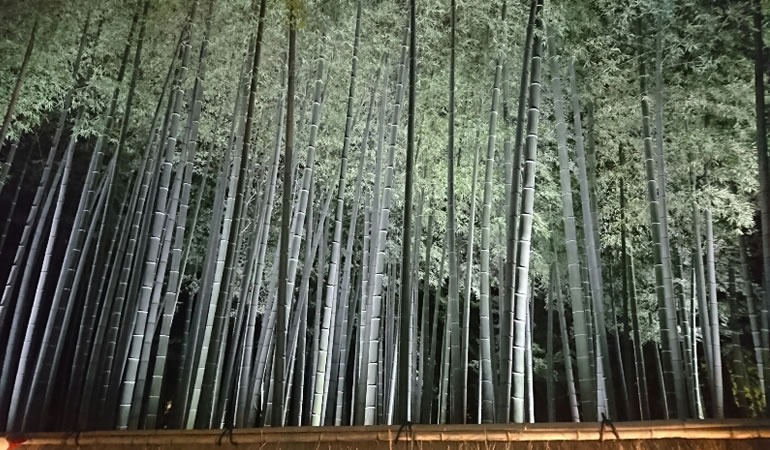 竹林のライトアップ