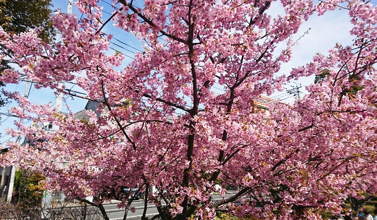 河津桜