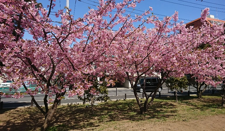 満開の河津桜