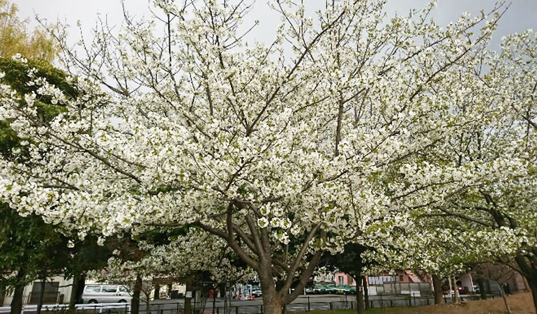 大島桜
