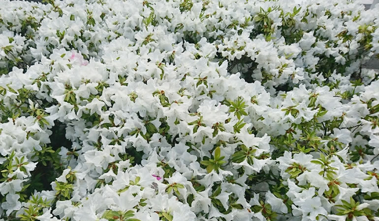 令和、始まる。