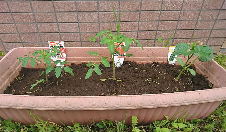 キュウリとトマト