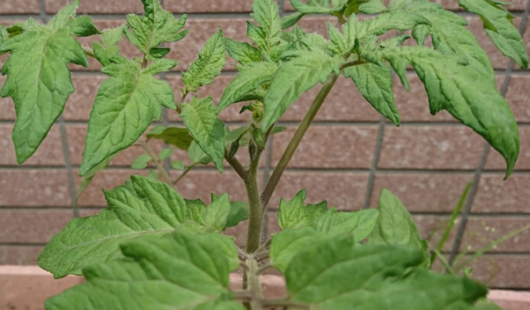 トマトのつぼみ