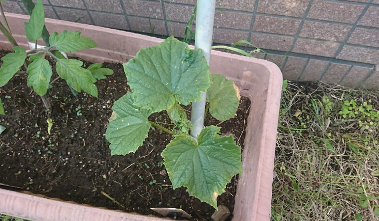 キュウリの葉