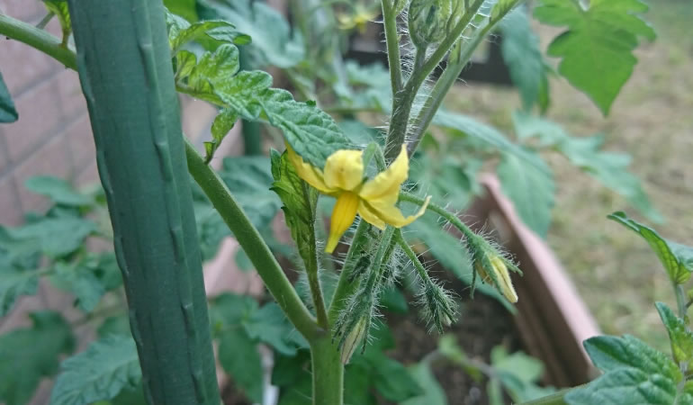 トマトの花