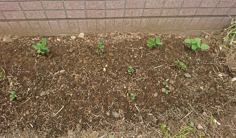 枝豆・・・頑張れ