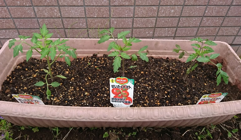 ぜいたくトマト