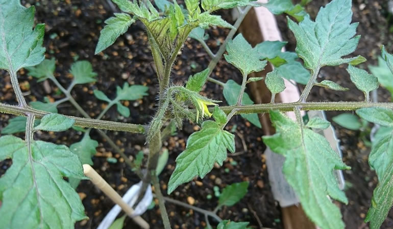 ミニトマトの花