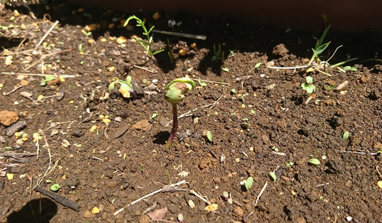 枝豆の芽・・・虫に食われた
