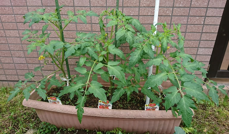 大きくなってきたトマトたち