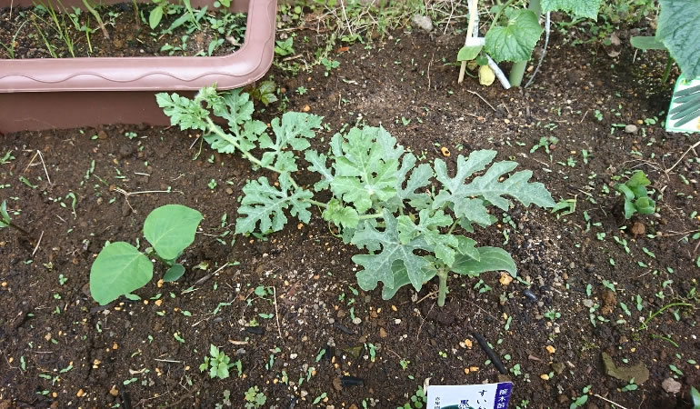 伸びていくスイカ