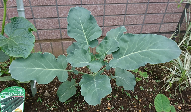成長してきたブロッコリー