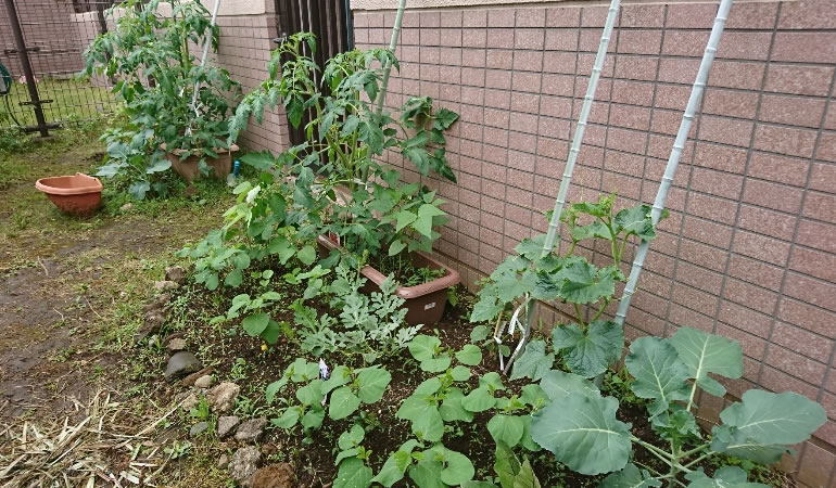 5月20日の家庭菜園
