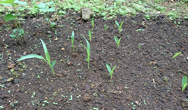 トウモロコシの芽