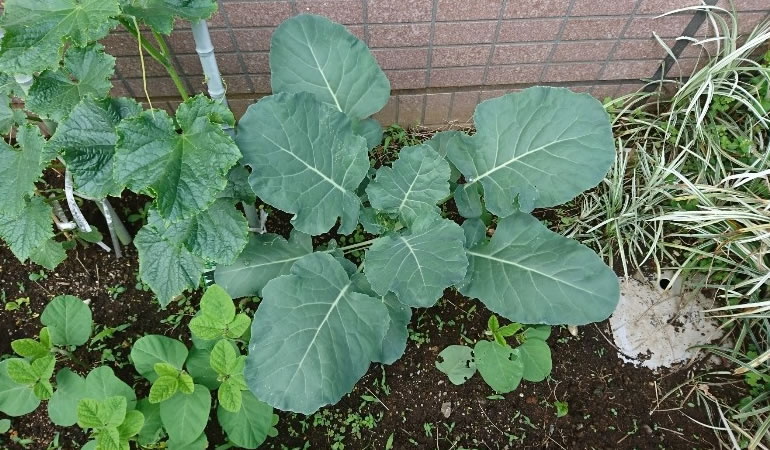 大きくなり続けるブロッコリー