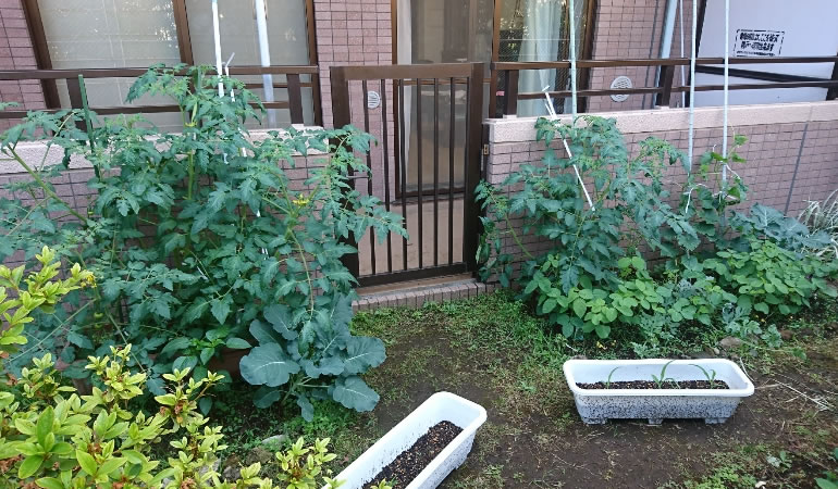 大きくなりました。