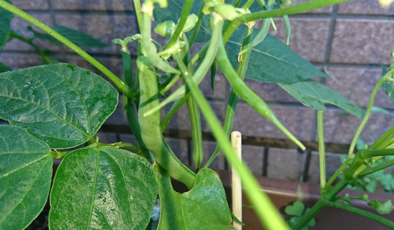 成長中のいんげんの実