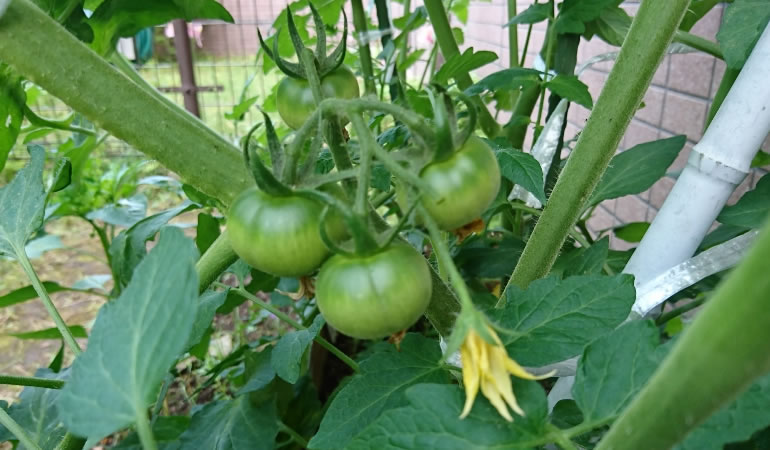 フルーツトマト