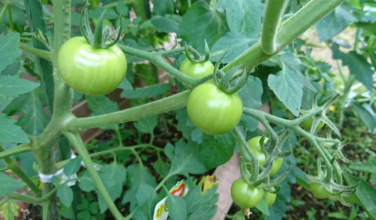 フルーツミニトマト