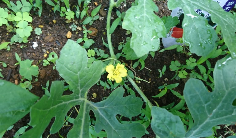 スイカの花