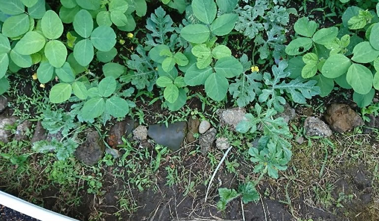 伸びていく、スイカ。。