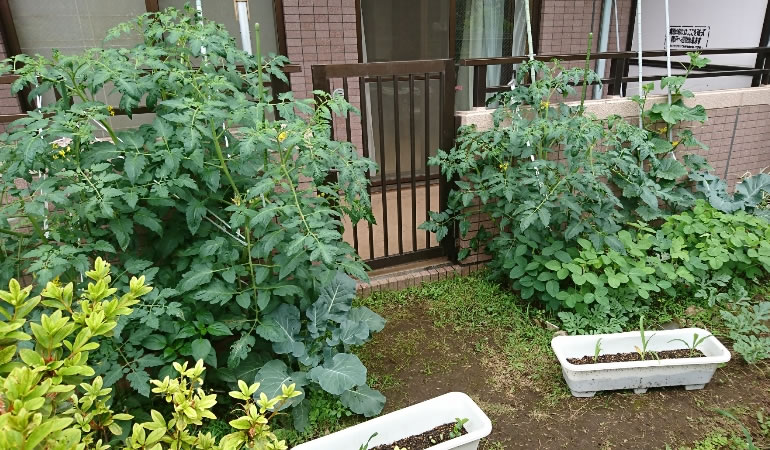 成長していく菜園