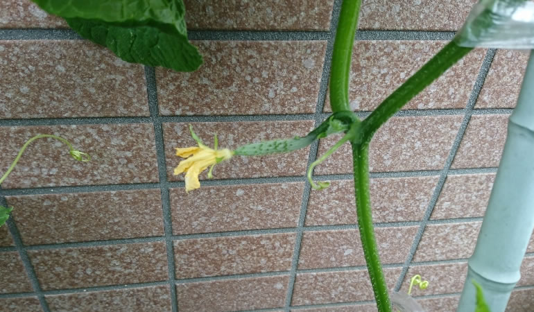 小さなキュウリ