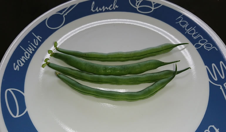 収穫したいんげん