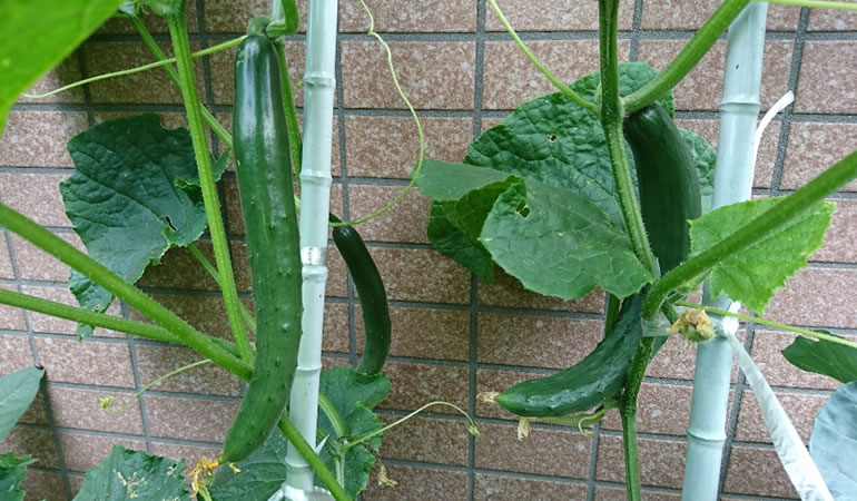 成長してきたキュウリの実