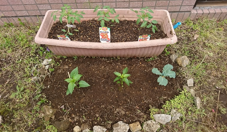 トマトの前に、ピーマンなど