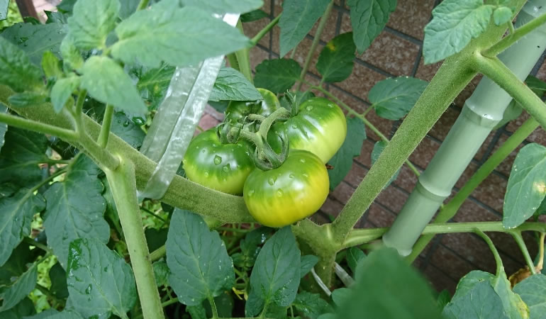 色づく？　トマト