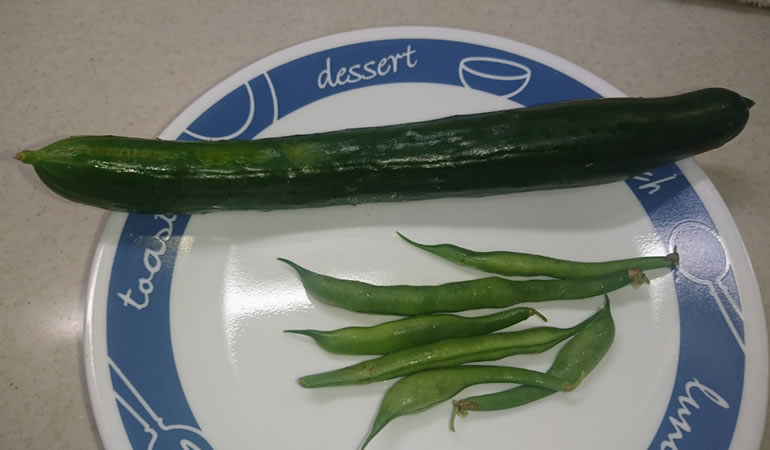 キュウリが穫れました。