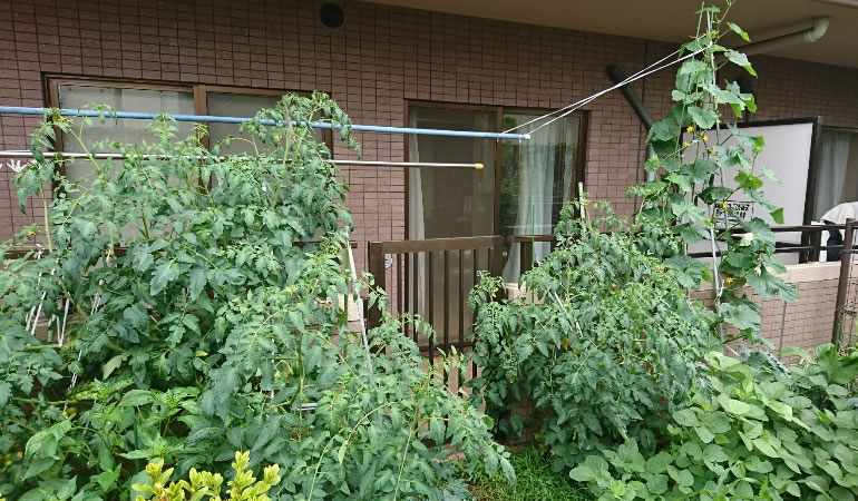 ベランダを覆う野菜