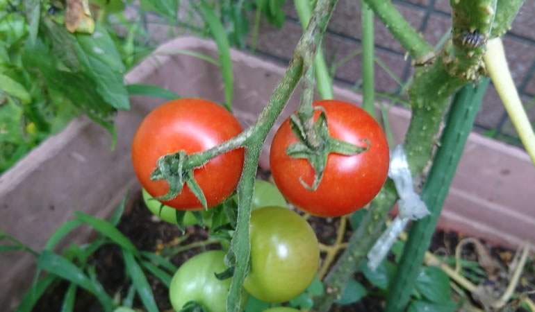 赤くなったミニトマト