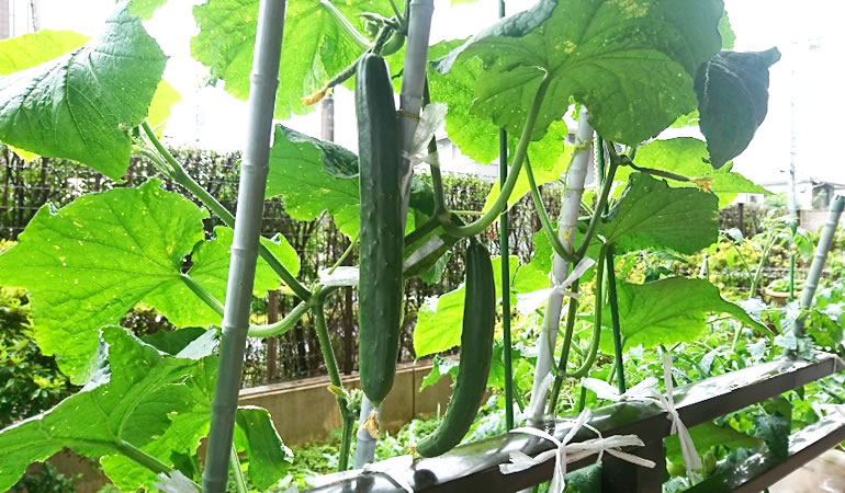 今朝のキュウリ