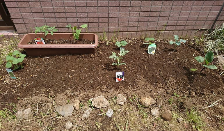 スイカもあります。