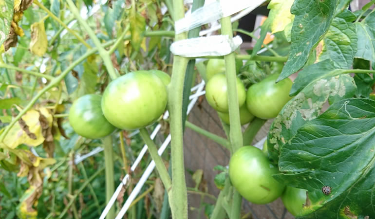 多くの実を付けているフルーツトマト