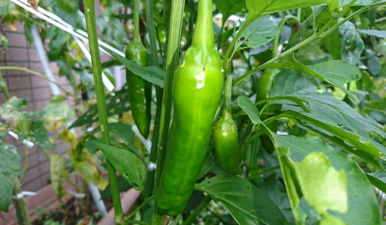 ジャンボ青唐です