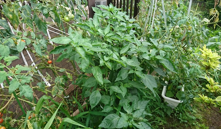 ジャンボ青唐、成長中。