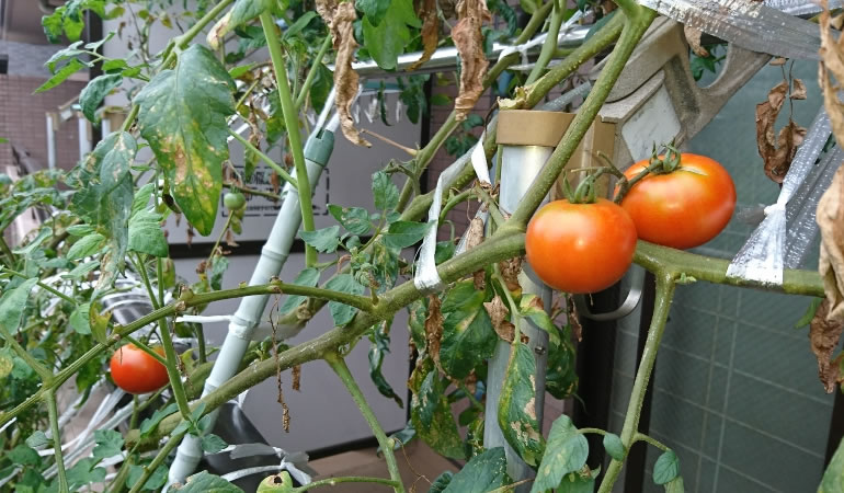 フルーツトマト