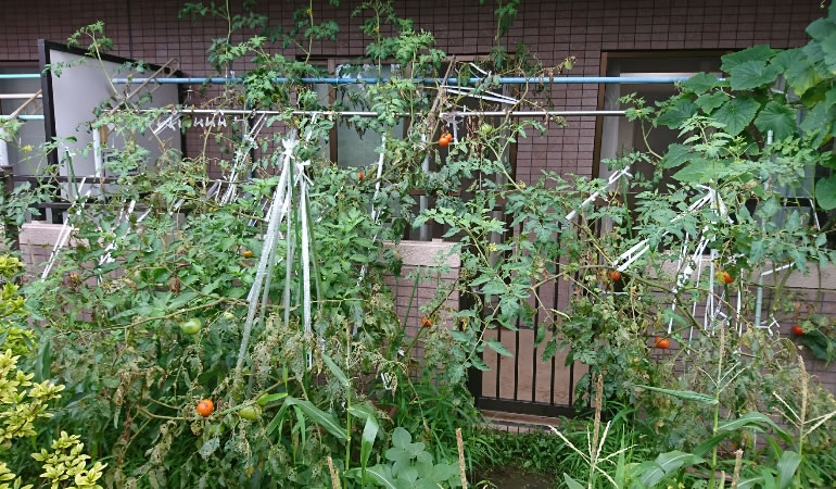 フルーツトマトの全体