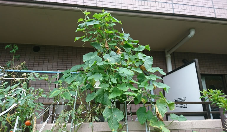 キュウリの木