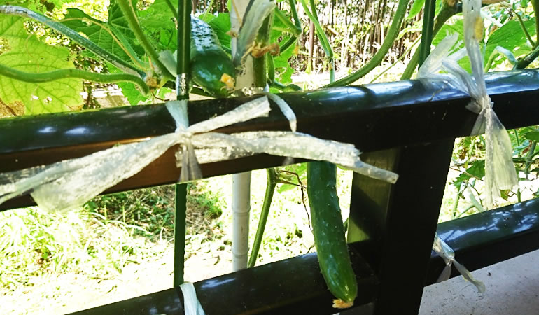 変わったことになったキュウリ