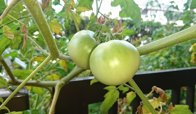 フルーツトマトの新しい実