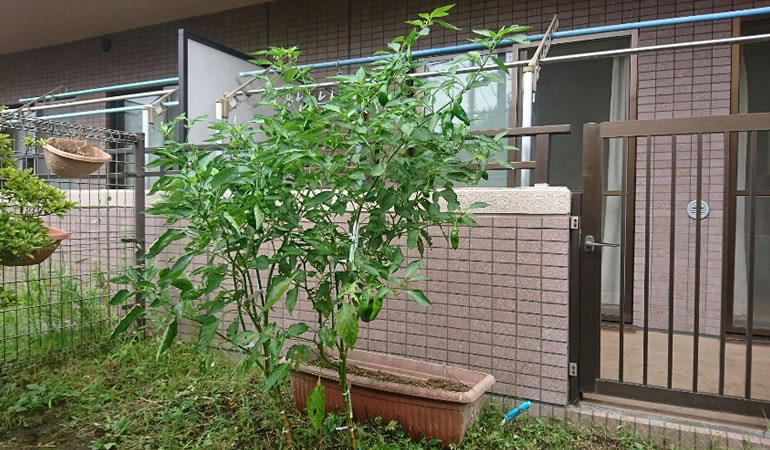 ジャンボ青唐とピーマン