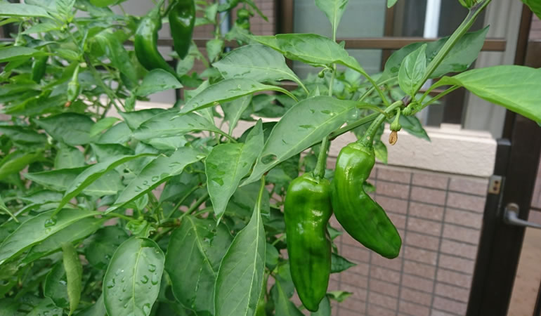 実っているジャンボ青唐とピーマン