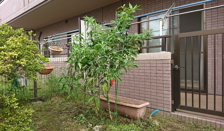 元気なジャンボ青唐