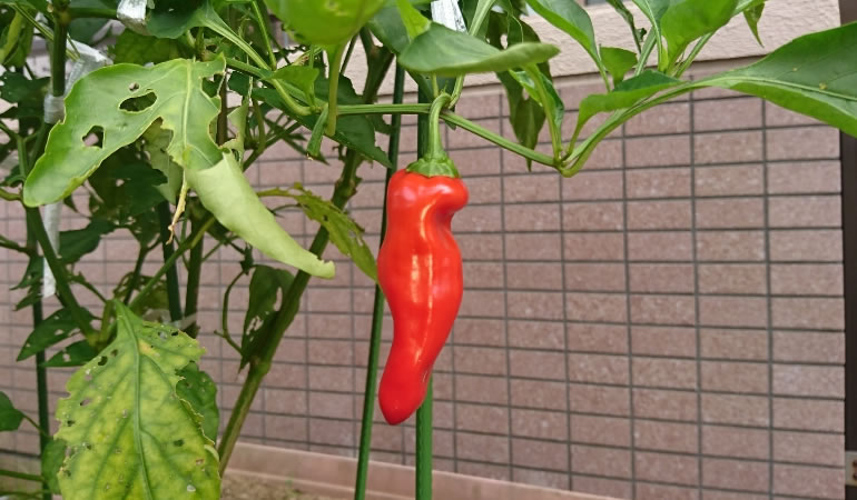 綺麗な赤ピーマン