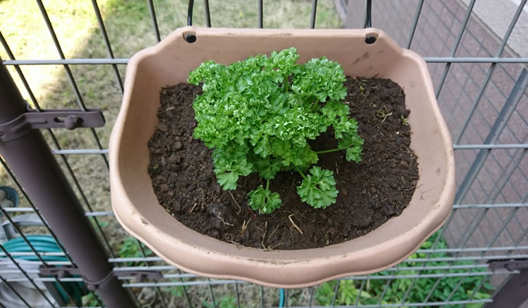 新入りのパセリ